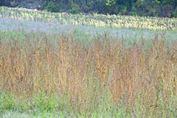 grassy field provence thumbnail graphic